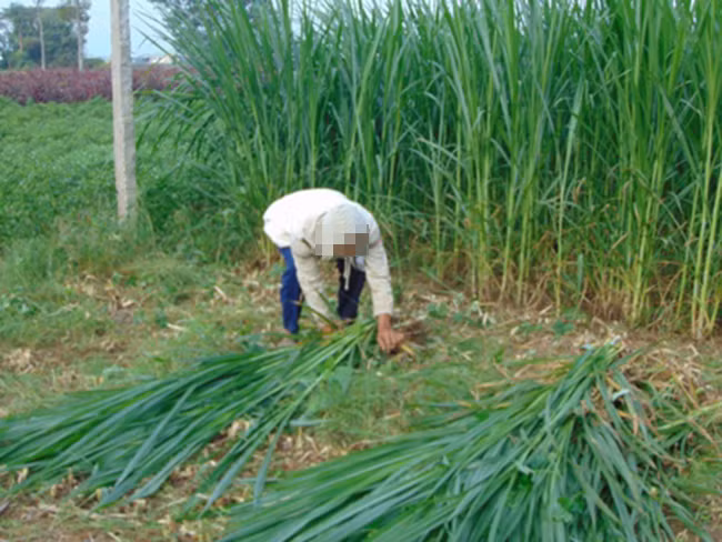 Xac ba cu duoi gieng to nghich tu hiep dam em gai ong noi