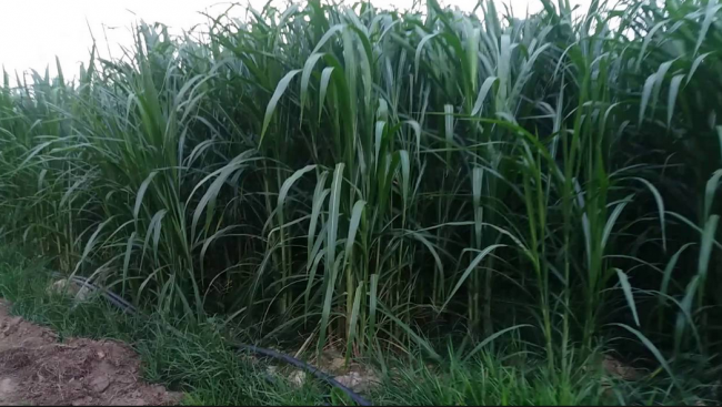 Khả năng đây là vụ án giết người để cướp tài sản được loại trừ do gia cảnh bà G. rất khó khăn. Qua xác minh, lực lượng điều tra được biết, bà G. ít mối quan hệ ngoài xã hội, bản thân nạn nhân cũng không làm ăn, kinh doanh buôn bán gì. Theo lời hàng xóm thì bà G. sống hòa nhã, chẳng gây thù, mâu thuẫn với ai. Như vậy là nghi vấn về động cơ "thù tức, mâu thuẫn cá nhân" cũng được loại bỏ. (Ảnh minh hoạ, nguồn ảnh: Internet) 