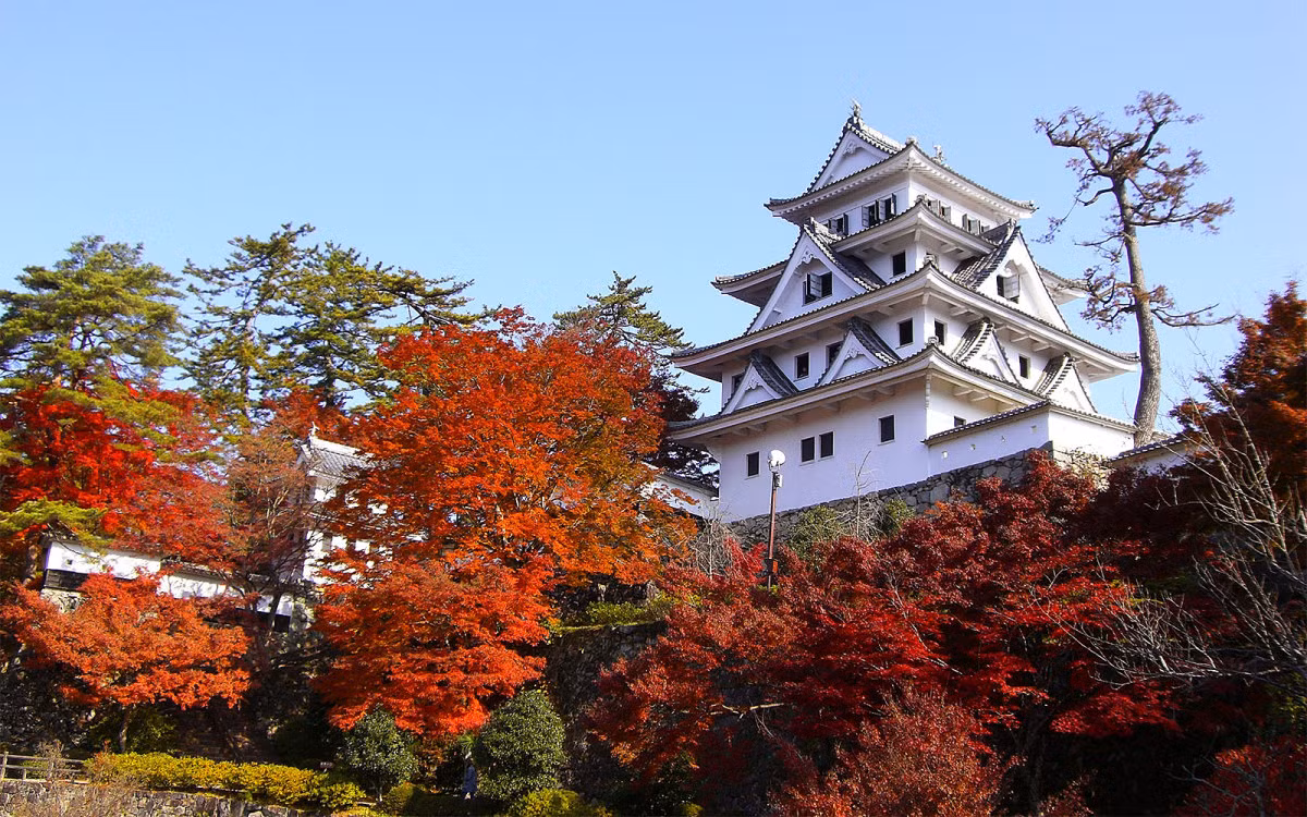 Đặc biệt, xung quanh lâu đài Gujo Hachiman có trồng rất nhiều cây phong. Vì vậy, nhiều người đến đầy vào dịp cuối năm để ngắm lá phong.