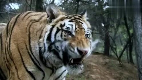 Sau một thời gian đi tìm, Võ Tòng cũng đụng độ con hổ hung dữ mà người dân sợ hãi. Với sức mạnh hơn người, Võ Tòng dùng gậy quật hổ nhưng con vật đó không hề bị thương. Thay vào đó, gậy của ông bị gãy.