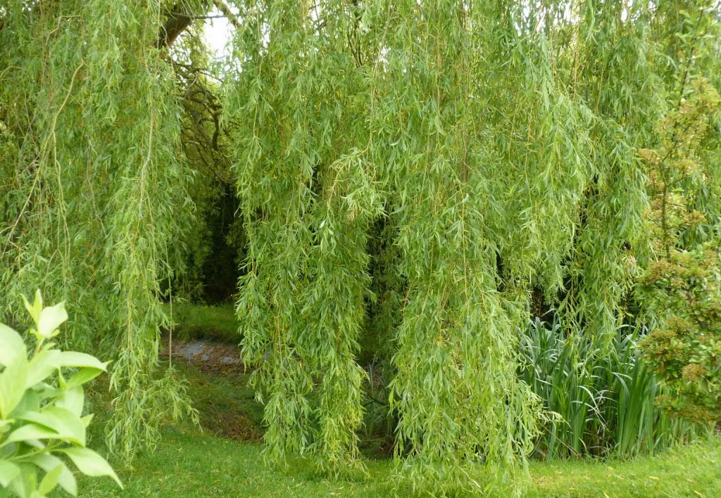 Người xưa trồng liễu bên cạnh mộ sẽ khiến linh hồn bị trói buộc, giam cầm vào trong cái cây đó. Do linh hồn không được siêu thoát nên tích tụ nhiều oán hận. Vì vậy, cây liễu sẽ càng to lớn hơn.