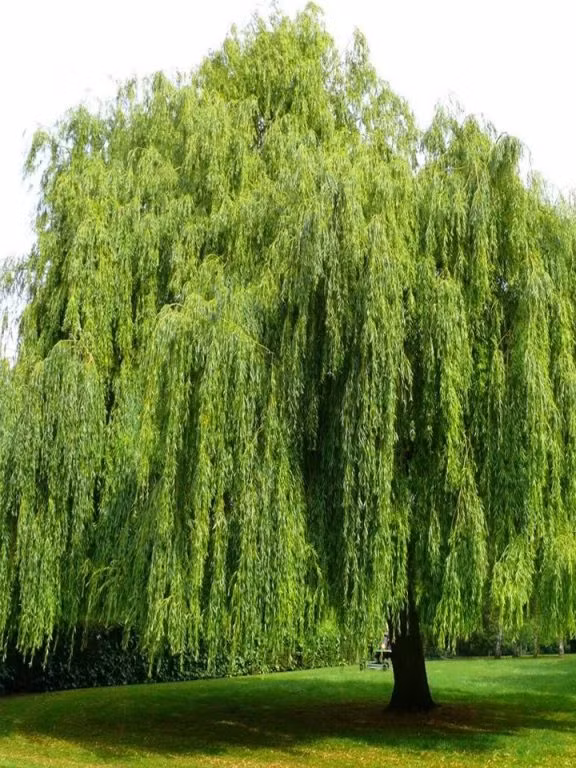 Thêm nữa, trong tiếng Trung, từ "liễu" trong cây liễu đồng âm với từ "ở lại". Do đó, những kẻ trộm mộ sợ sẽ có thể gặp nạn như mắc kẹt hoặc chết vì các cạm bẫy trong mộ. Vậy nên, chúng sẽ vội vã bỏ chạy khi thấy cây liễu sinh trưởng cạnh ngôi mộ.