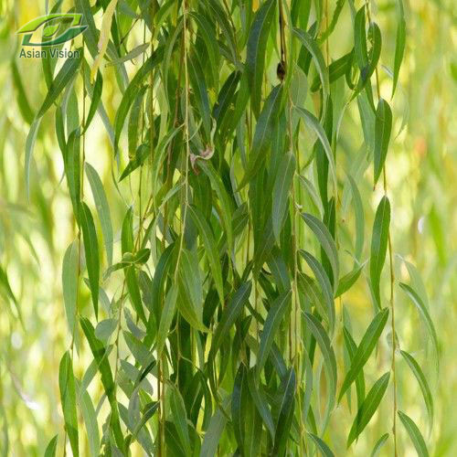 Nguyên nhân được cho là xuất phát từ quan niệm dân gian. Theo quan niệm của người xưa, liễu là loài cây có âm khí cao nên sẽ đem tới điều không may.