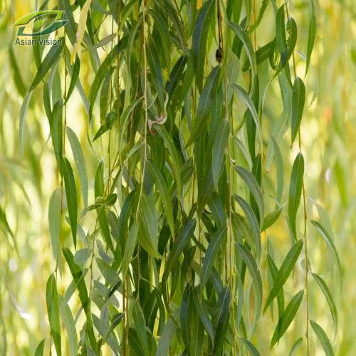 Nguyên nhân được cho là xuất phát từ quan niệm dân gian. Theo quan niệm của người xưa, liễu là loài cây có âm khí cao nên sẽ đem tới điều không may.