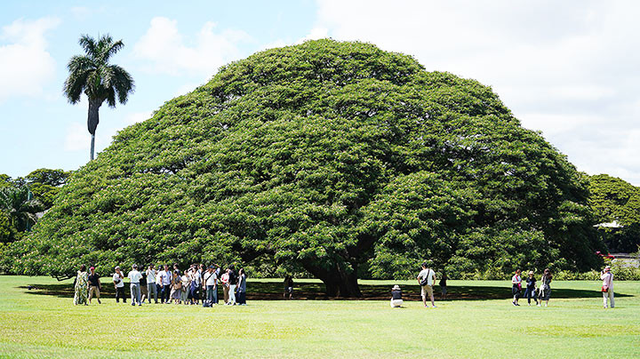 Cây me tây khổng lồ ở Moanalua Gardens - công viên thuộc sở hữu tư nhân, Hawaii là một trong những cây cổ thụ nổi tiếng nhất thế giới. Nó giúp Hawaii kiếm được khoản tiền hàng triệu trong suốt những năm qua.