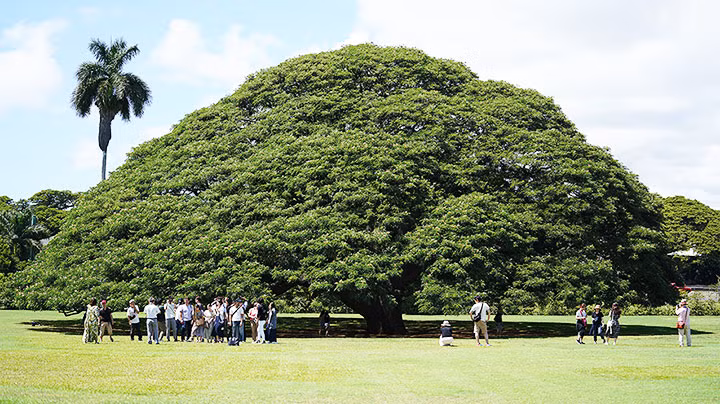 Cây me tây khổng lồ ở Moanalua Gardens - công viên thuộc sở hữu tư nhân, Hawaii là một trong những cây cổ thụ nổi tiếng nhất thế giới. Nó giúp Hawaii kiếm được khoản tiền hàng triệu trong suốt những năm qua.