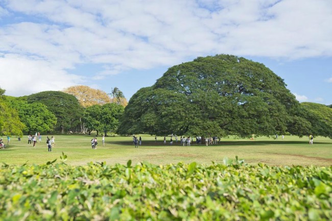 Cây me tây được hàng triệu người biết đến này có "tuổi thọ" hơn 130 năm. Nó cao 25m và có tán lá khổng lồ với đường kính lên tới hơn 40m.
