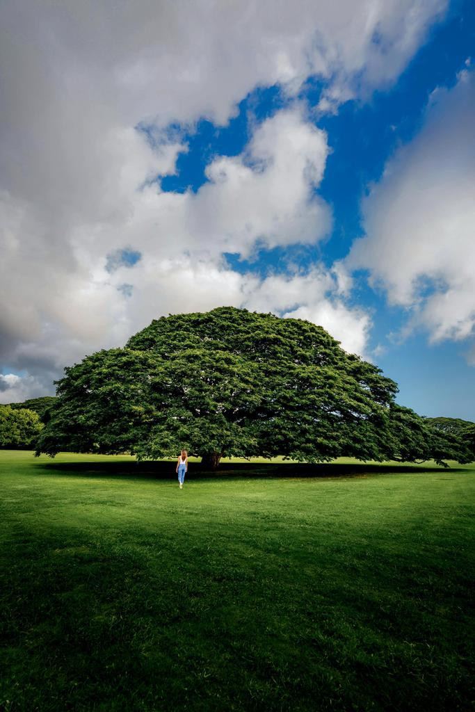 Với số tiền do tập đoàn Hitachi chi trả mỗi năm, giới chức trách dùng nó để chi trả cho việc chăm sóc cây cũng như phí bảo trì và bảo tồn cho toàn bộ công viên.