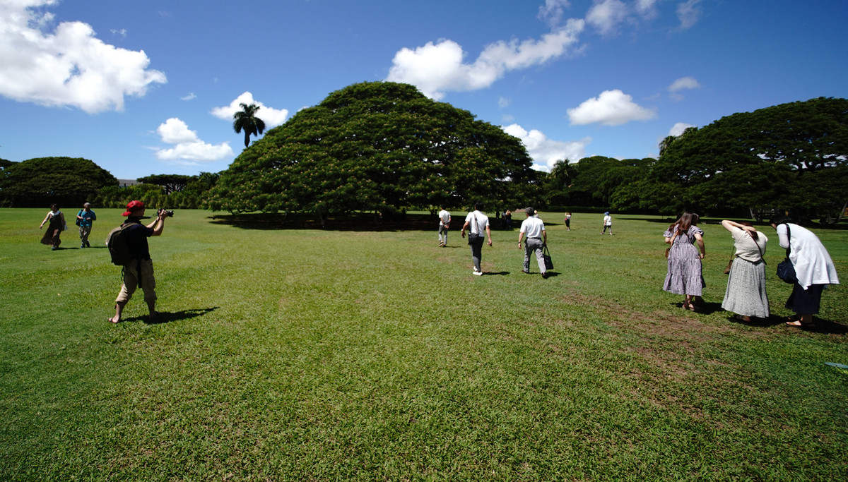 Không những vậy, cây me tây cổ thụ còn được bảo vệ bằng một đạo luật đặc biệt.