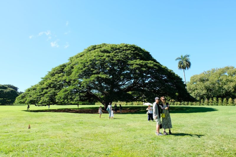 Nhiều du khách Nhật Bản khi đến Hawaii du lịch đều Moanalua Gardens để tận mắt ngắm nhìn cây me tây cổ thụ xuất hiện trong quảng cáo của tập đoàn Hitachi.