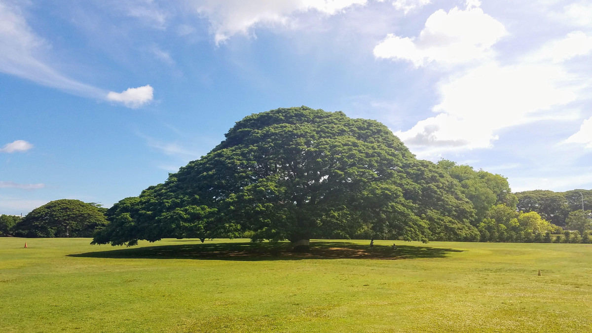 Theo ước tính, mỗi ngày có hàng ngàn người tới chiêm ngưỡng cây me tây to lớn trên.