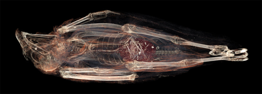 Do thực hiện các hoạt động săn bắt chim hoang dã nên số lượng của chúng giảm mạnh.