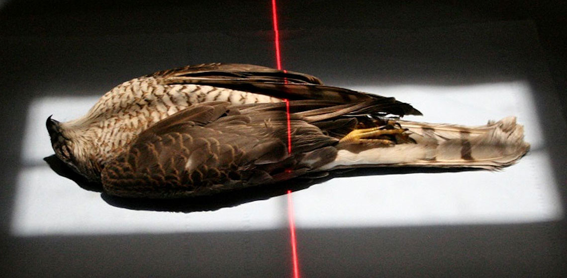 Với những kết quả thu được, các chuyên gia phát hiện người Ai Cập thời cổ đại đã săn bắt cò ruôi và một số loài chim săn mồi khác để ướp xác rồi sử dụng trong các nghi lễ tế thần.