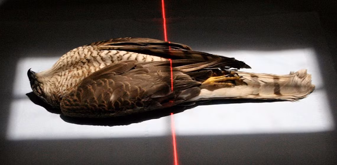 Với những kết quả thu được, các chuyên gia phát hiện người Ai Cập thời cổ đại đã săn bắt cò ruôi và một số loài chim săn mồi khác để ướp xác rồi sử dụng trong các nghi lễ tế thần.