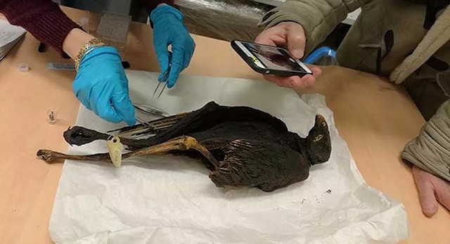 Để đi đến kết luận này, nhóm nghiên cứu đã lấy các mẫu lông, xương và nội tạng ướp xác rất nhỏ từ 20 xác ướp chim để pgaan tích tỉ mỉ thành phần đồng vị của oxy, carbon, nitơ, lưu huỳnh và stronti. Sau khi có kết quả, họ đem so sánh với kết quả với dữ liệu tương tự đối với xác ướp con người.