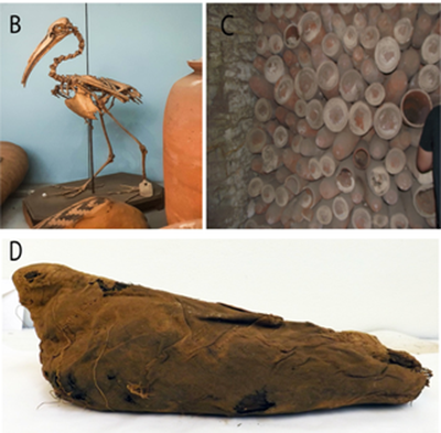 Cụ thể, các chuyên gia khai quật được nhiều xác ướp chim bên trong các ngôi mộ cổ xưa ở Ai Cập. Với các phát hiện này, họ biết được chúng được người xưa bắt giữ, giết chết rồi ướp xác trong các nghi lễ tế thần.