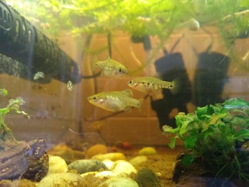 Với kết quả này, Vườn thú Chester cho biết Liên minh Bảo tồn thiên nhiên quốc tế (IUCN) đã công nhận công trình trên là nghiên cứu điển hình về tái tạo thành công.