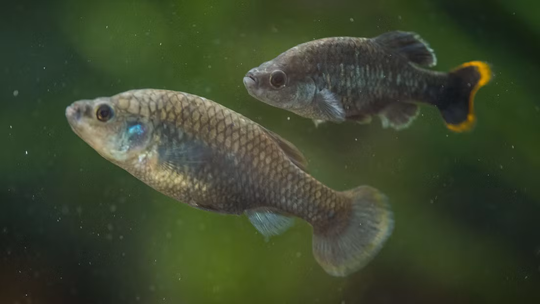 Nhờ vậy, loài cá tequila được nuôi trong bể nhân tạo, tập thích nghi với điều kiện tự nhiên trước khi được thả ra sông. Kết quả là sau 6 tháng, 55% số lượng cá thể cá tequila được sinh ra trong môi trường tự nhiên. Đến cuối năm 2021, số lượng cá tequila sống trong sông ngày càng nhiều.