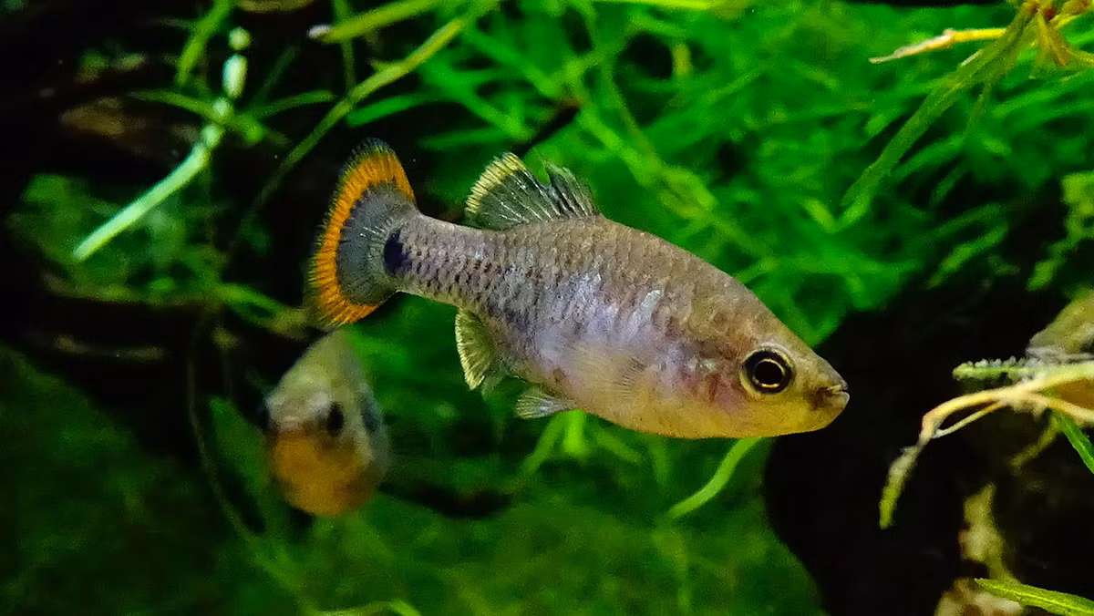  Loài cá tequila (tên khoa học là zoogoneticus tequila) là loài động vật đặc hữu ở bang Jalisco thuộc miền Tây Mexico.