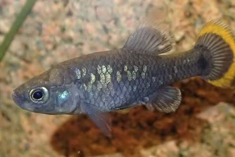 Vì vậy, khi vườn thú Chester ở Anh thông tin đã thành công trong nỗ lực tái tạo quần thể cá tequila, công chúng, đặc biệt là những người yêu động vật vô cùng vui mừng.