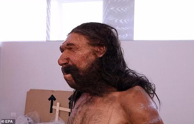 Răng cửa của Altamura Man lớn hơn răng của người hiện đại. Người này thường dùng răng cửa như một "bàn tay thứ ba" để cắn xé thịt.