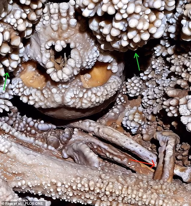 Liên quan sự việc này, nhà nhân chủng học Jacopo Moggi-Cecchi công tác tại Đại học Florence cho hay việc mất 2 chiếc răng của Altamura Man khá bất ngờ. Bởi lẽ, các bộ hài cốt của người Neanderthal được tìm thấy thường có hàm răng ở tình trạng tốt.