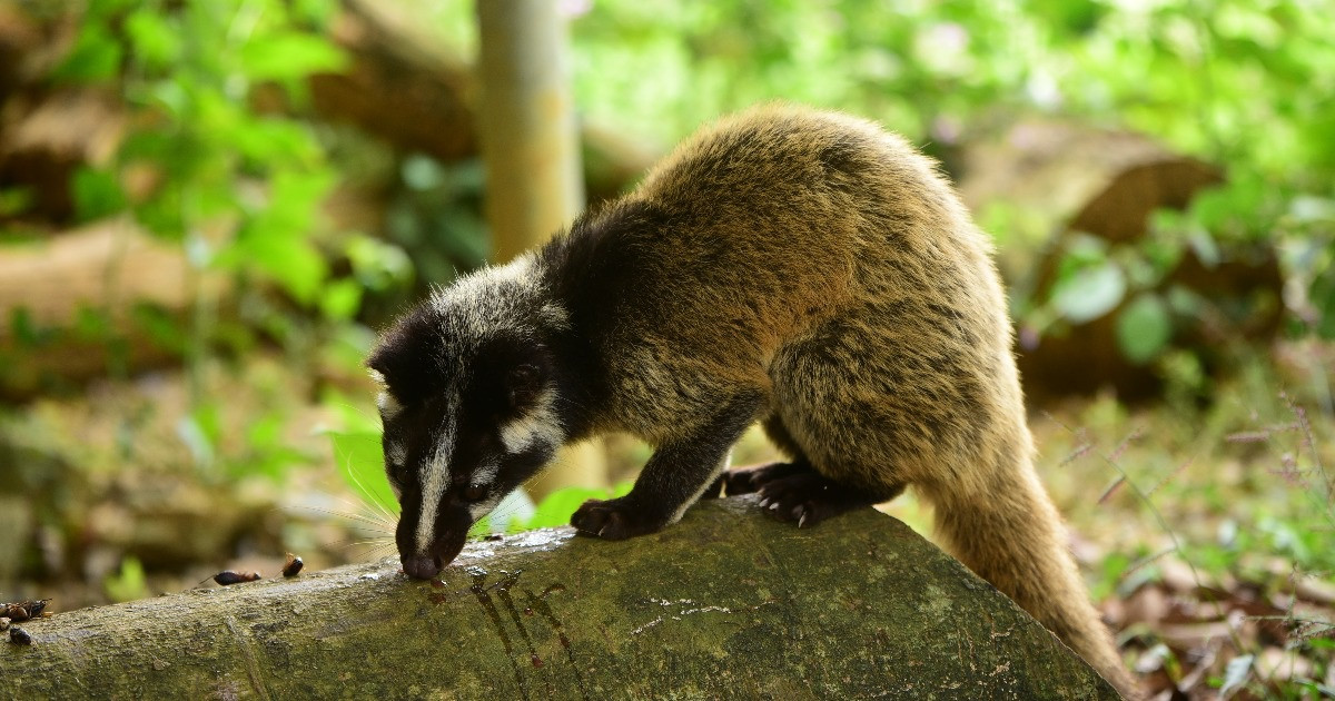 Người dân có thể nuôi cầy vòi mốc và phải chấp hành đầy đủ các quy định của nhà nước như: đăng ký thủ tục cấp giấy phép kinh doanh nuôi nhốt cá thể động vật hoang dã do Chi Cục Kiểm Lâm tỉnh Vĩnh Phúc cấp phép; khai báo đầy đủ các thông tin với hạt Kiêm Lâm địa phương khi mua, bán phải có nguồn gốc rõ ràng, có xác nhận của Kiểm Lâm nơi quản lý.