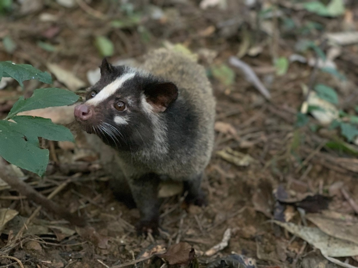 Theo đó, khi bán cầy vòi mốc ra thị trường, chủ hộ kinh doanh sẽ khiến khách hàng yên tâm về nguồn gốc, xuất xứ khi không vi phạm các quy định của pháp luật về động vật hoang dã.