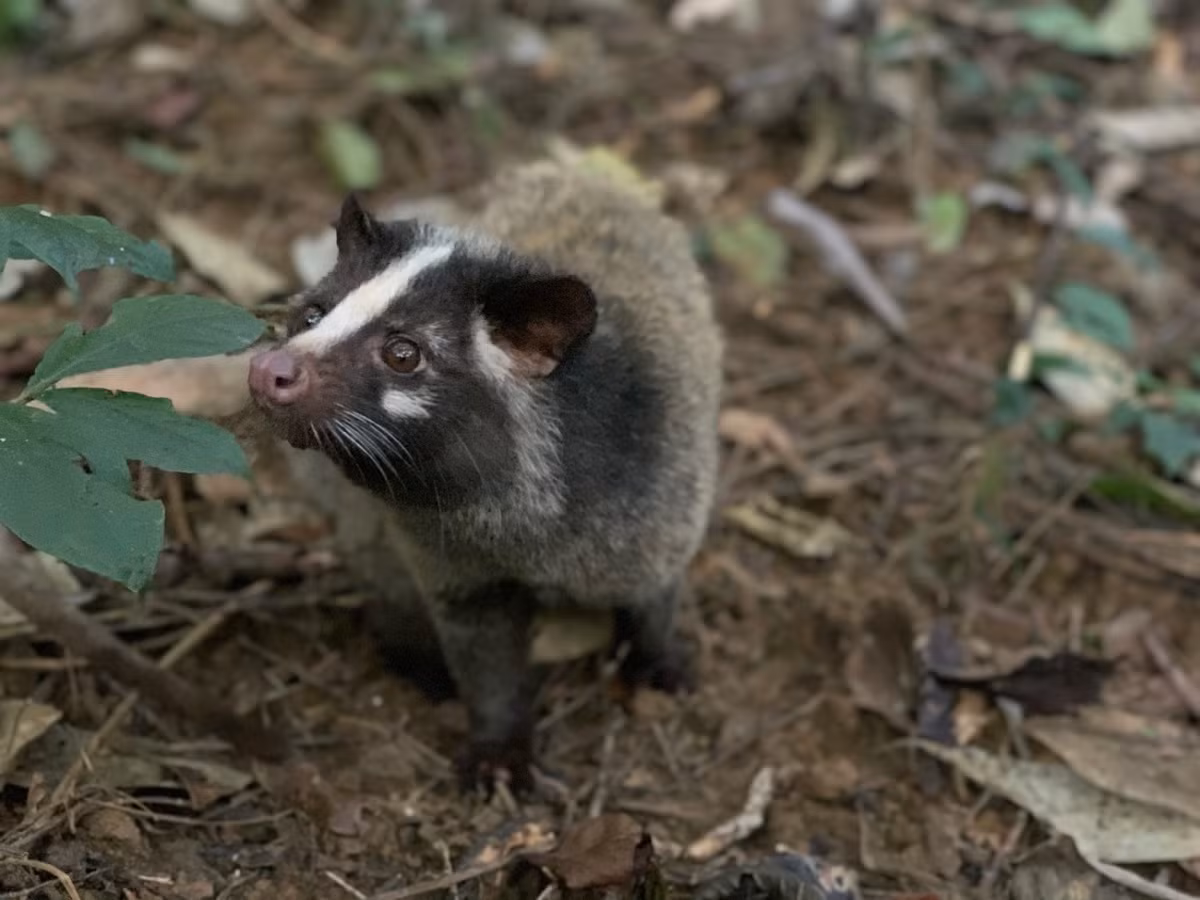 Theo đó, khi bán cầy vòi mốc ra thị trường, chủ hộ kinh doanh sẽ khiến khách hàng yên tâm về nguồn gốc, xuất xứ khi không vi phạm các quy định của pháp luật về động vật hoang dã.