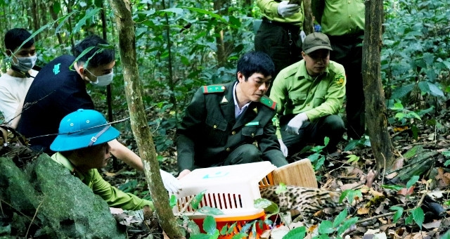 Hiện số động vật hoang dã trên được đưa về Trung tâm Cứu hộ, bảo tồn và phát triển sinh vật, Vườn Quốc gia Cúc Phương để chăm sóc, phục hồi tập tính. Sau đó, chúng sẽ được thả về môi trường tự nhiên.