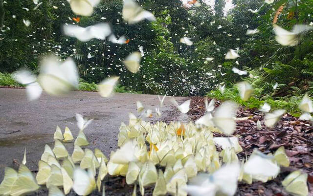 Sau khi tiếp nhận, các chuyên gia kiểm tra sức khỏe của các động vật mới được cứu hộ. Kết quả kiểm tra cho thấy chúng đều có sức khỏe ổn định, không bị thương tích và không bị ép ăn những thức ăn không phù hợp.