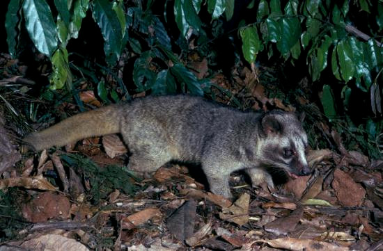 Trong quá trình nuôi cầy vòi mốc, người dân phải có sổ ghi chép về số lượng cá thể tăng, giảm báo cáo với Hạt Kiểm lâm đến xác nhận vào bảng kê khai lâm sản.