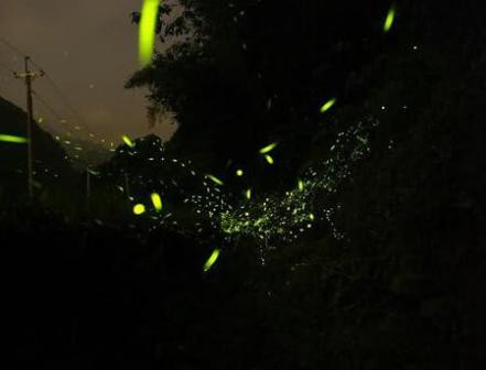 Để tìm câu trả lời cho bí ẩn này, các nhà khoa học đã tiến hành nghiên cứu hiện tượng này. Lý giải dưới góc độ khoa học, không hề có "ma trơi". Thực chất, trong xương vào não người có nhiều photpho, sau khi chết, các vi khuẩn sẽ phân hủy xác và sinh ra photphin (PH3­­) và điphotphin (P2H4). PH3 chỉ có thể bốc cháy trong không khí ở nhiệt độ 150 độ C, tuy nhiên, do có lẫn P2H4 nên cả hai sẽ tự bốc cháy trong không khí ở điều kiện thường.