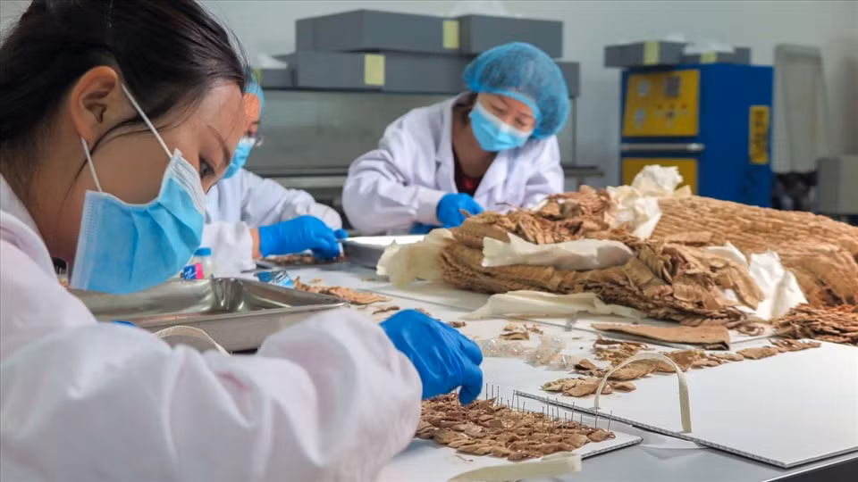 Các chuyên gia nhận xét bộ áo giáp mới tìm thấy trong mộ cổ trên vô cùng đặc biệt. Nó là áo giáp "sinh học" độc đáo khiến giới khảo cổ chú ý bởi không có loại áo giáp kết vảy nào khác từng được tìm thấy ở Trung Quốc.