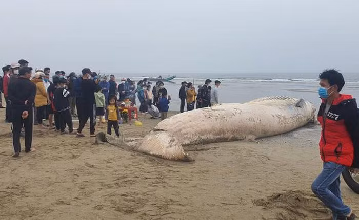 Vào sáng sớm ngày 27/1, ngư dân thôn Tiên Thắng, xã Tiên Trang, huyện Quảng Xương, tỉnh Thanh Hóa bất ngờ phát hiện xác cá voi (hay còn gọi cá Ông) nặng hơn 10 tấn trôi dạt vào bờ khi ra biển đánh bắt cá.