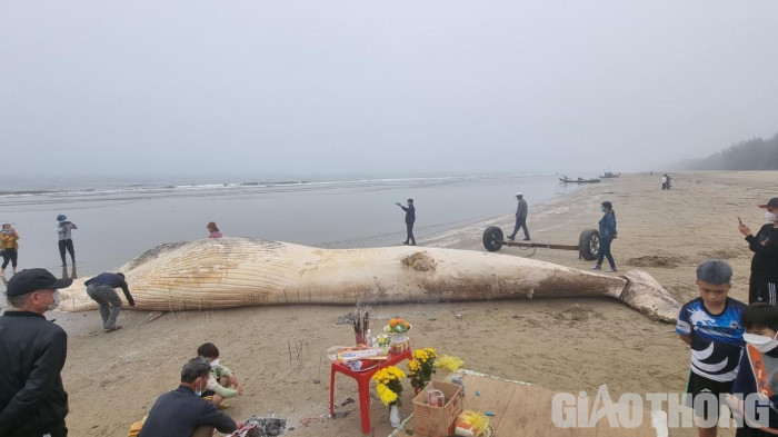 Sau khi nhận được tin báo từ người dân, chính quyền địa phương cùng các ngư dân đưa xác cá voi lên bờ và tiến hành chôn cất, làm lễ thắp hương để cầu xin phù hộ các chuyến ra khơi đánh bắt cá thuận buồm xuôi gió.