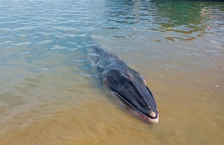 Họ làm như vậy vì muốn cầu mong trong 12 tháng tới sẽ mưa thuận, gió hòa, trời yên, biển lặng để có thể đánh bắt được nhiều thủy hải sản.