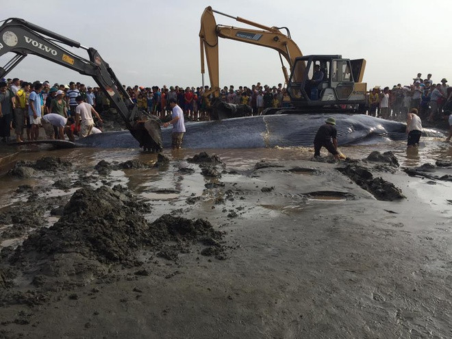 Xuất phát từ tín ngưỡng này, mỗi lần nhìn thấy cá voi mắc cạn, ngư dân đều cố gắng cứu giúp và đưa chúng trở về biển cả. Khi cá đã bơi ra xa, ngư dân tung gạo, muối xuống để nó có lương thực trở về đại dương an toàn.