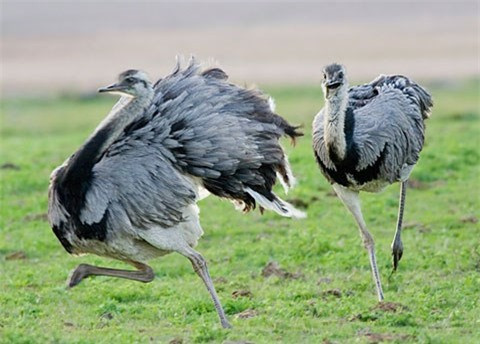 Từ đó, giới chuyên gia tin rằng loài động vật này có thể là "chìa khóa" giúp ứng phó các dịch bệnh trong tương lai.