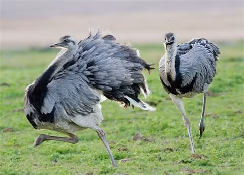 Từ đó, giới chuyên gia tin rằng loài động vật này có thể là "chìa khóa" giúp ứng phó các dịch bệnh trong tương lai.