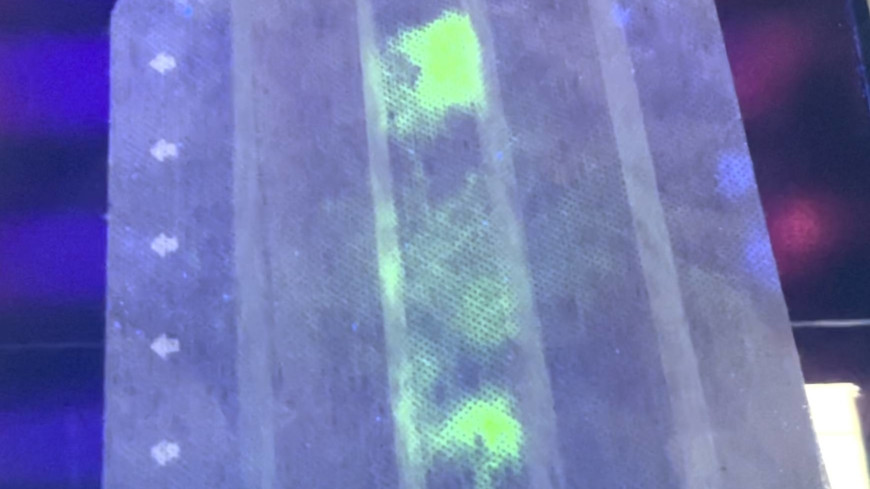 Sở dĩ đà điểu được nhóm chuyên gia lựa chọn để thực hiện nghiên cứu, phát triển loại khẩu trang đặc biệt trên là bởi đây là loài động vật có hệ miễn dịch cao.