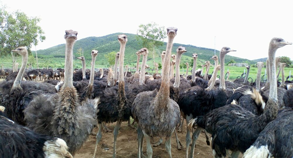 Thêm nữa, một nghiên cứu công bố năm 2012 trên Tạp chí Vi sinh vật học Brazil cho thấy đà điểu có thể chống chọi vi khuẩn Staphylococcus aureus và E. coli.