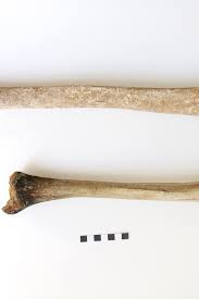 Trong cuộc khai quật tại một nghĩa địa cổ ở Fidenae, Rome, Italy vào năm 1991, các nhà khảo cổ phát hiện một bộ hài cốt của người khổng lồ.