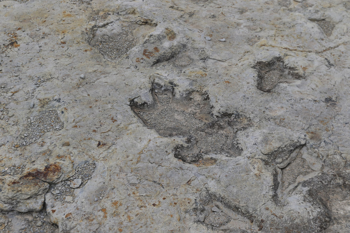 Từ những dấu chân khủng long, các chuyên gia cũng biết được chúng đi thẳng và không chạm đuôi xuống mặt đất.