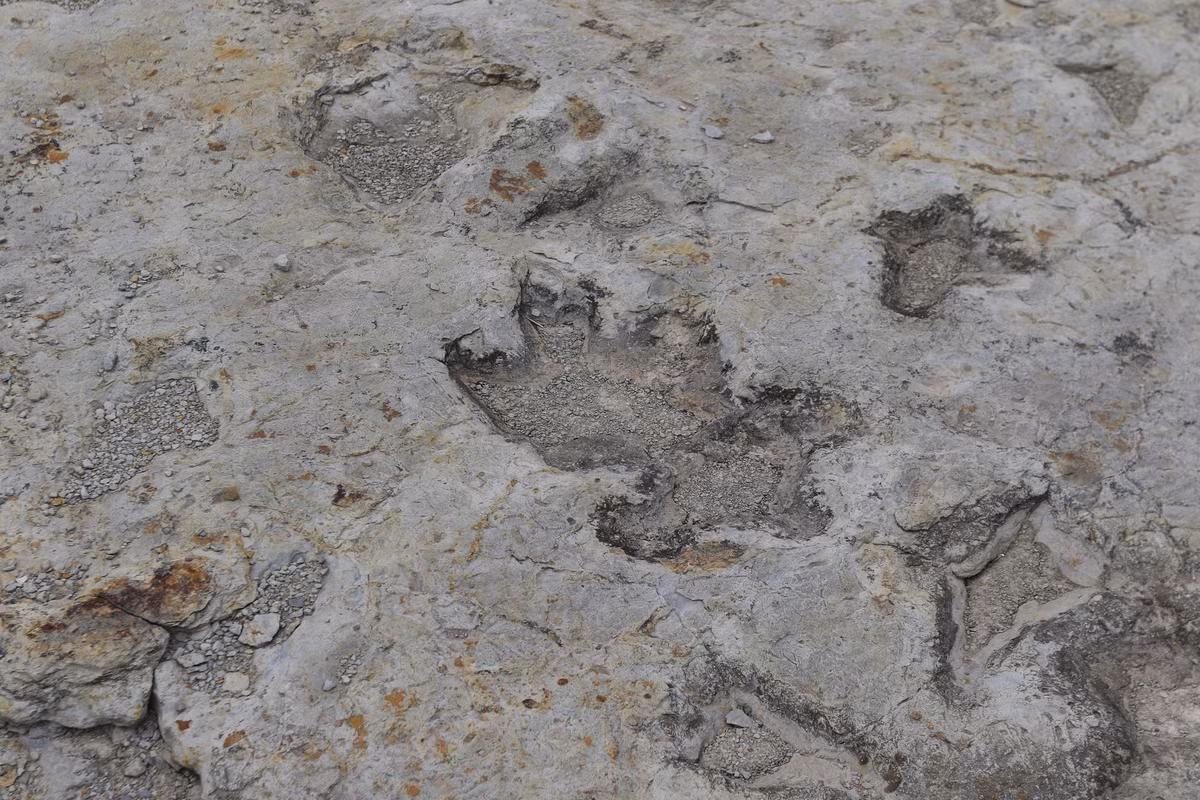 Từ những dấu chân khủng long, các chuyên gia cũng biết được chúng đi thẳng và không chạm đuôi xuống mặt đất.