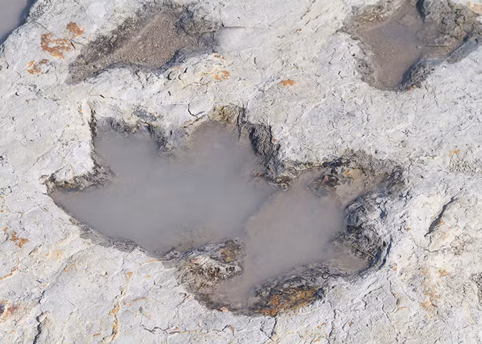 Khi ấy, một trận lũ lớn cuốn trôi lớp phù sa trên mặt ở khu vực công viên bang Clayton Lake. Sự việc này để lộ lớp đá có niên đại khoảng 100 năm tuổi.