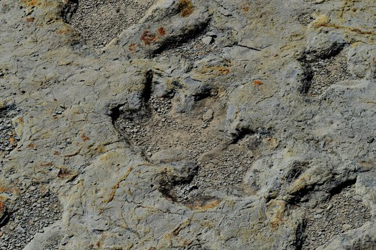 Một trong số các dấu chân khủng long được xác định có chiều dài khoảng 30 cm. Dấu chân này thuộc về một con khủng long Iguanodon lúc còn bé.