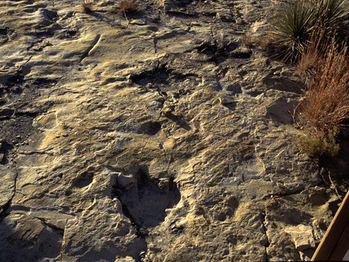 Căn cứ vào hướng đi của các dấu chân và kích thước, giới nghiên cứu nhận thấy một số con khủng long (bao gồm cả lớn và nhỏ) đi cùng nhau. Chúng có thể di cư tới một nơi ở mới.