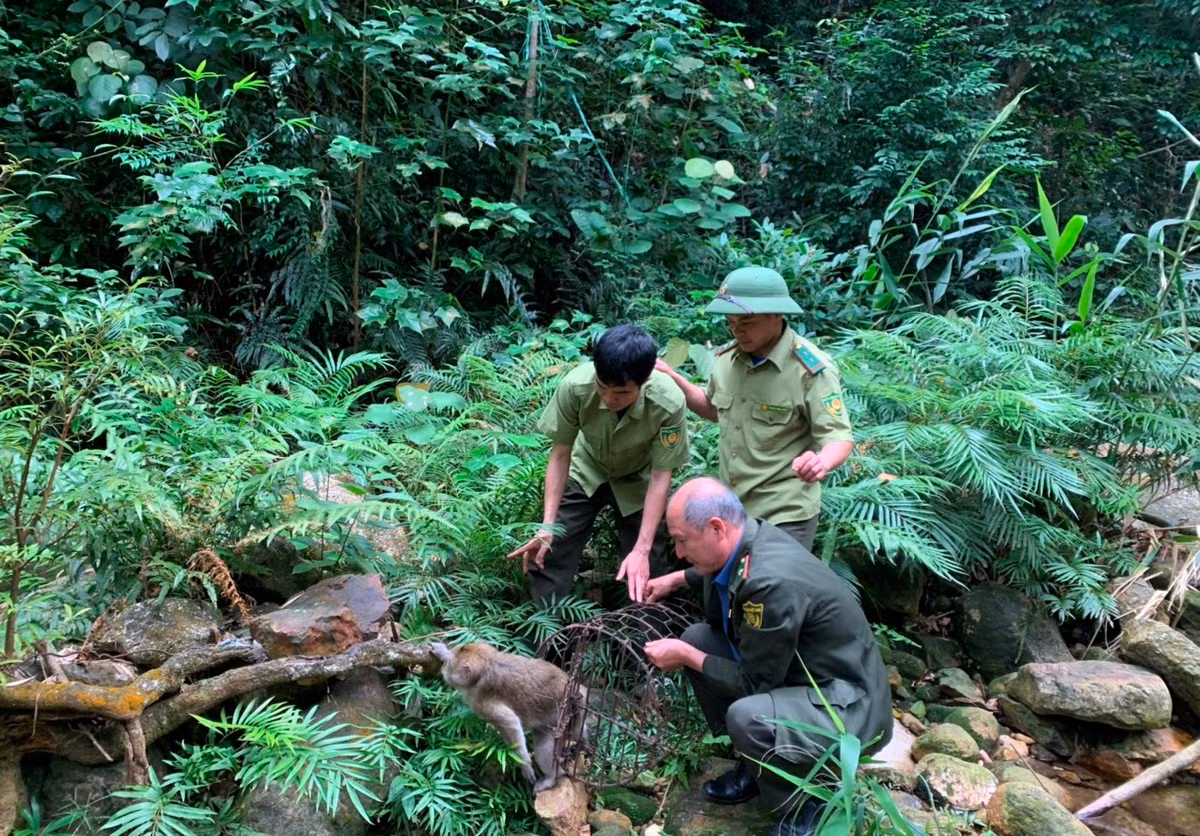 Thức ăn chủ yếu của khỉ vàng là quả, hạt, lá cây... Khỉ vàng phân bố ở nhiều khu vực rừng núi ở các tỉnh thành tại Việt Nam.