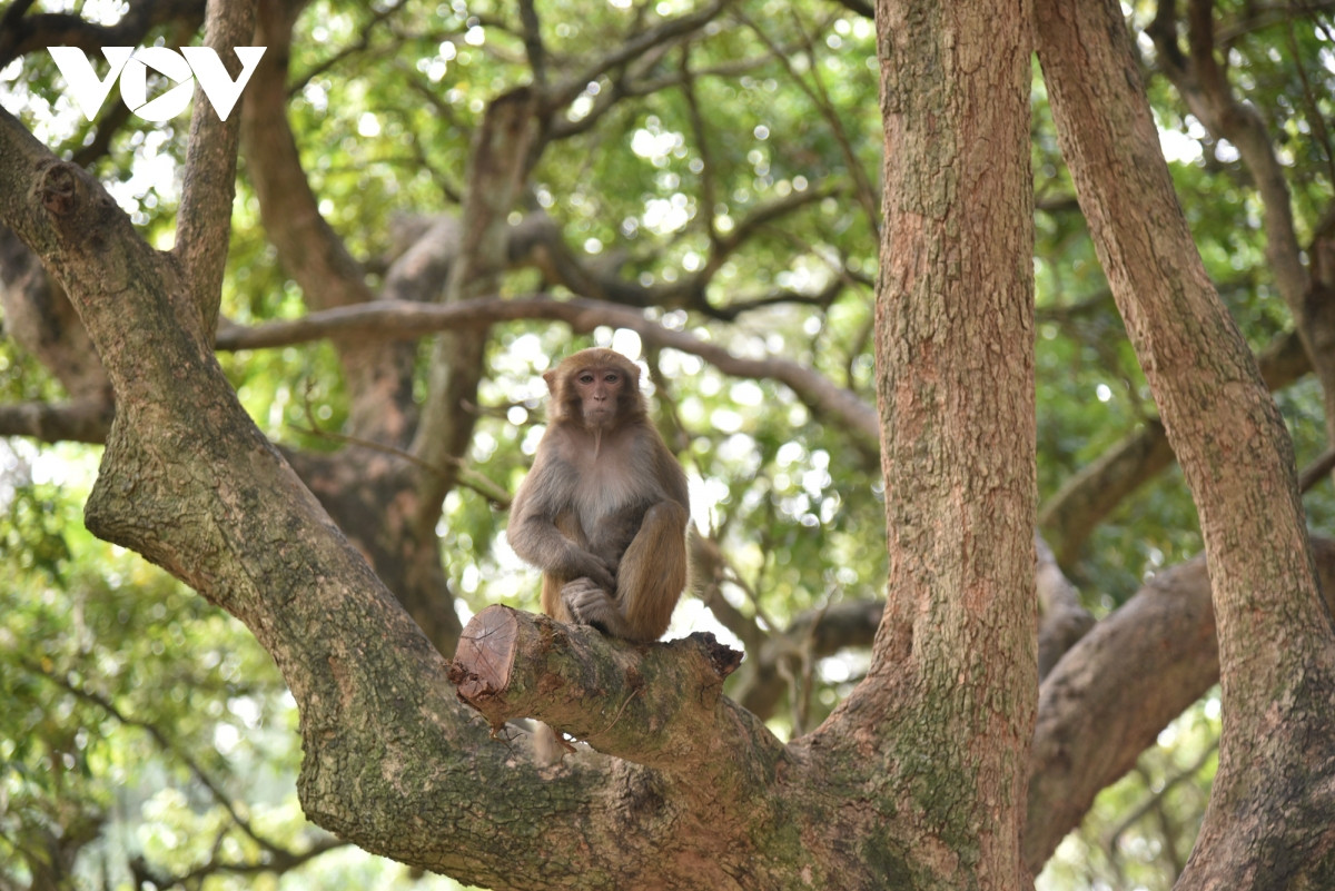 Hàng ngàn con khỉ vàng ở trên đảo Rều được chăm sóc để phục vụ nghiên cứu và sản xuất vắc xin.